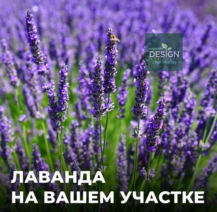 Саженцы лаванды с полей нашей базы