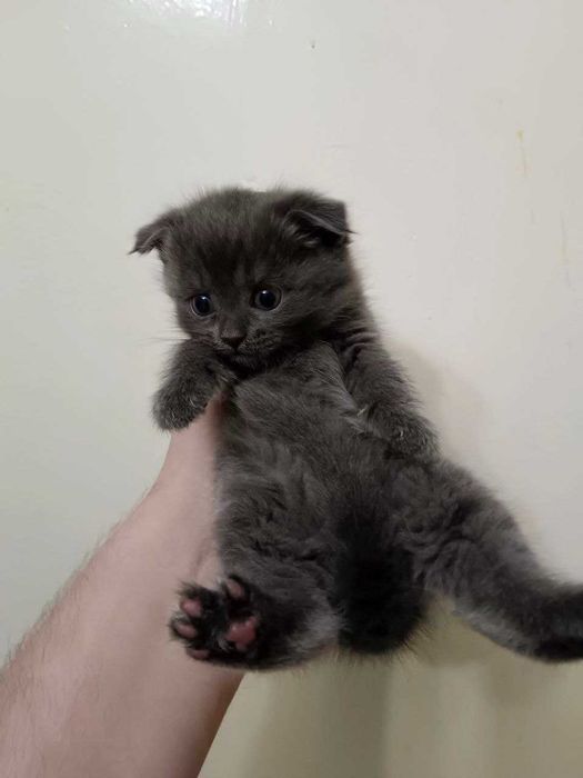 Продаются котята
