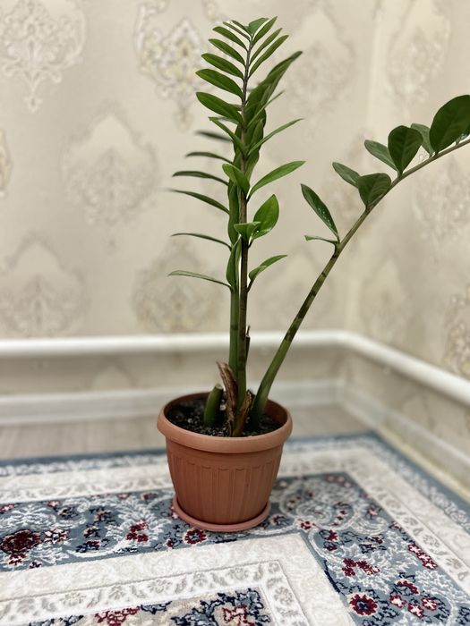 Бөлме гүлдері сатылады