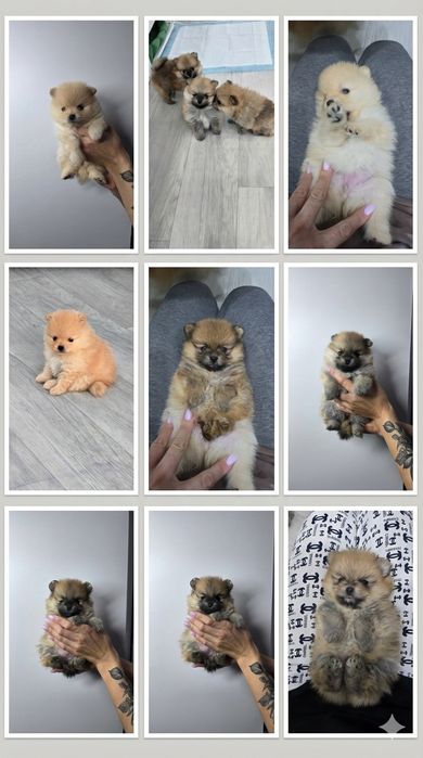 Продаются щенки шпица