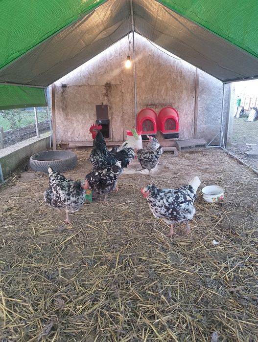 Pita pinta asturiana