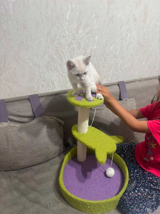 Отдам бесплатно кота