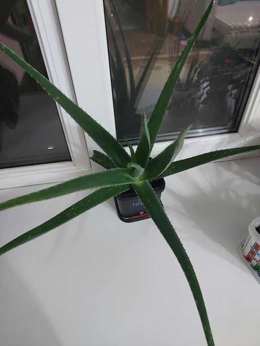 Лечебное растение "Алое вера"