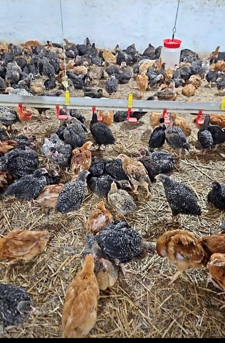 Vand pui de carne si rasa mixta