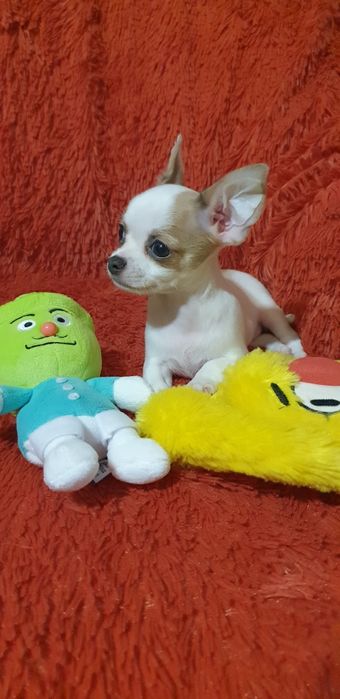 Чихуахуа щенок девочка