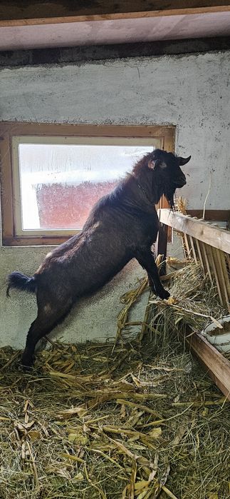 Capra anglo-nubian  a2a fatare cu iadă si ied