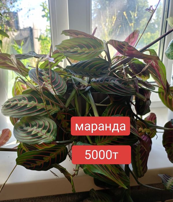 Цветы домашние