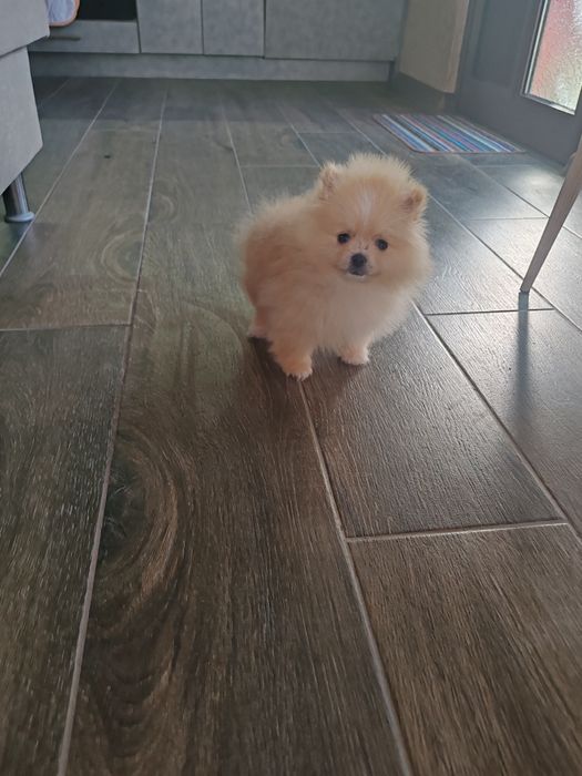 Померан  мъжко мъжко