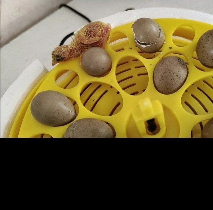 Mini inkubator sotiladi