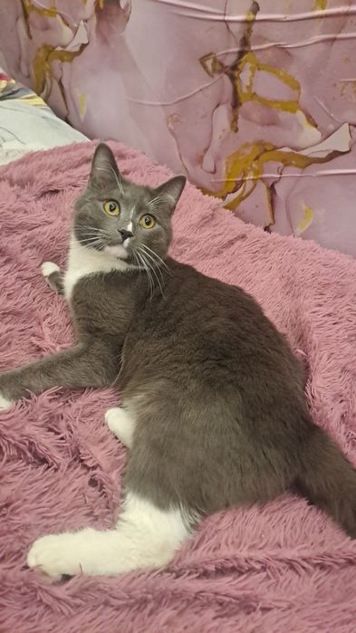 Вязка кота вязка