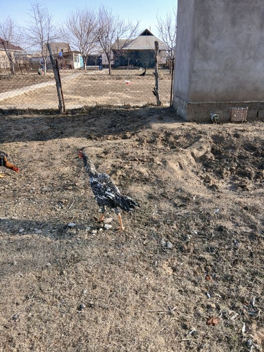 Дакан қораз сатылады о шамо