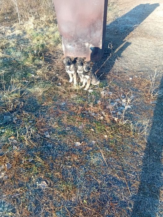 Отдам щенков в добрые руки.