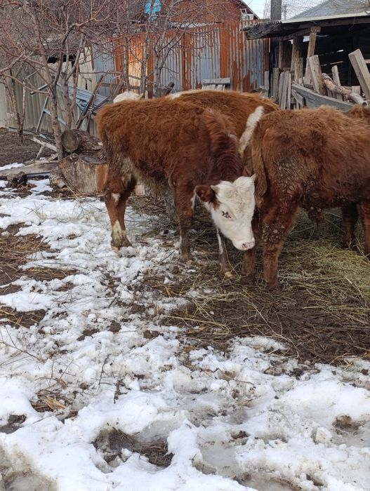 Продам 4 бычка .по 10 мес.