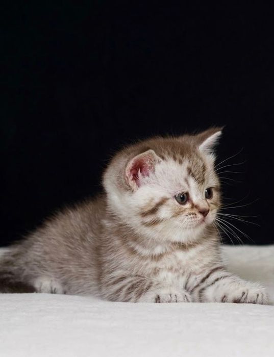 Шотландские плюшевые котята