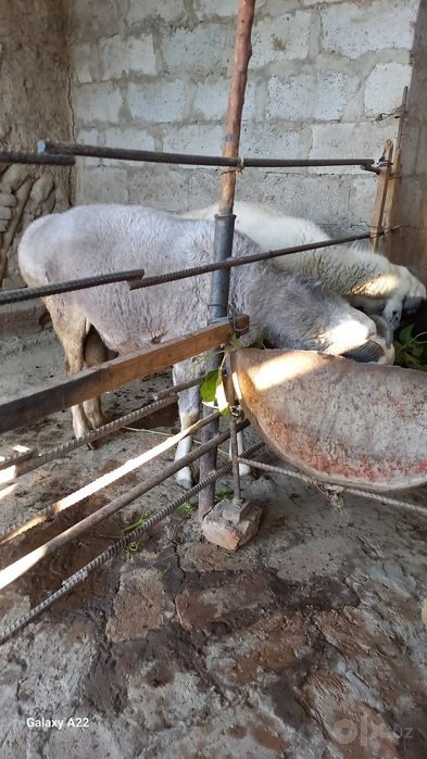 Qo'chqorlarni zo'ri sotiladi