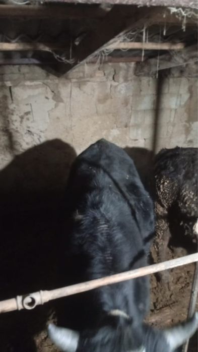 Продам быка полторашку