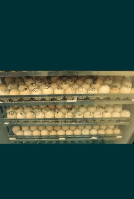 Бройлер балапандары