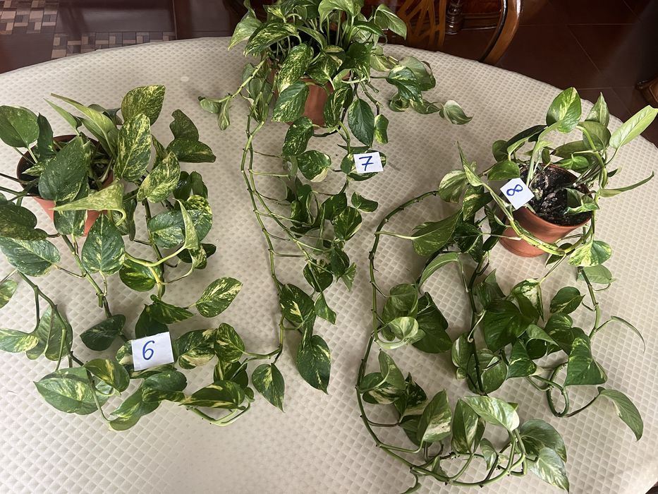 Продаётся комнатное растение сциндапсус