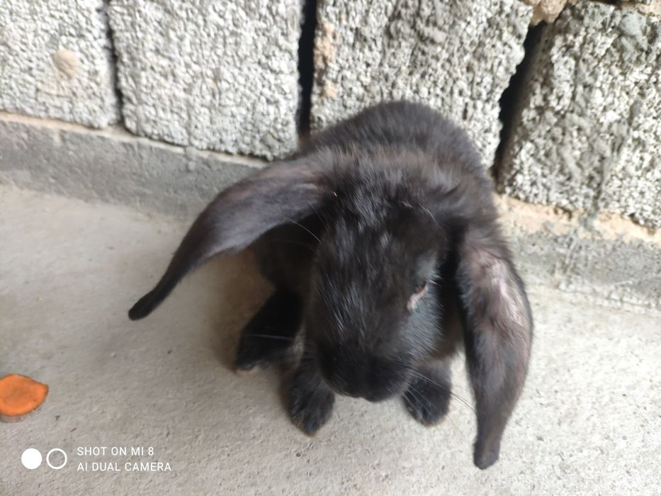 Rus ormonchi porno video