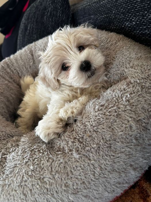 Bichon mini disponibil