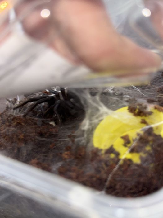 Воронковый паук ПАРА Macrothele raveni