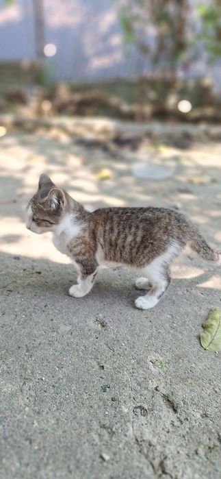 отдам Котёнка в добрые руки.
