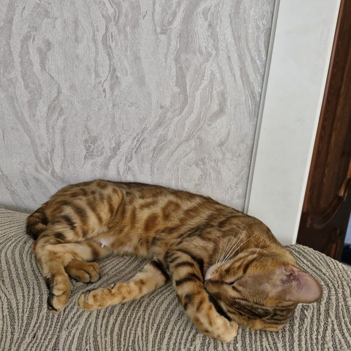 Раздаем  котят бенгалов