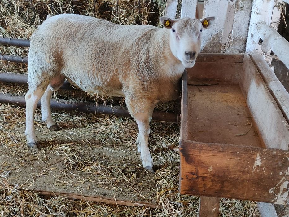 Vand berbec texel