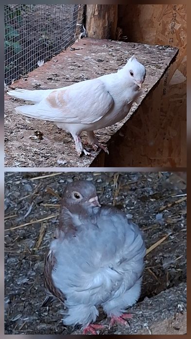 Porumbeii de vanzare!