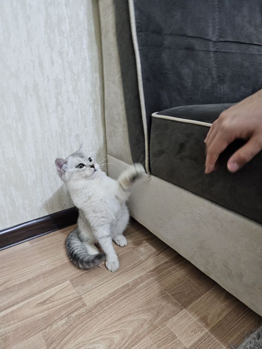 Чистокровная шиншилла