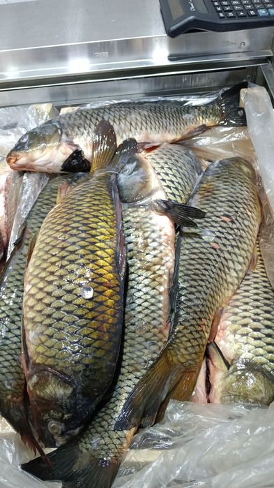 Свежий рыба свежий