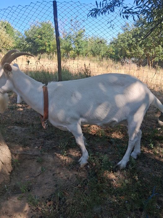Capră saanen fără lapte