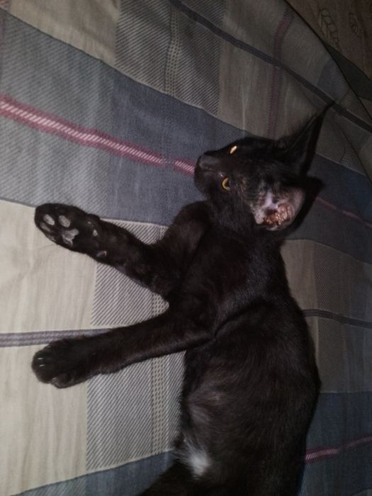 Отдам котенка в добрые руки!