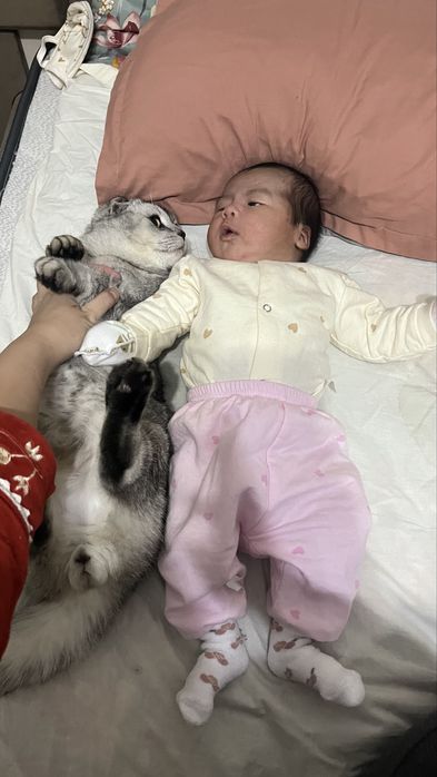 Шотландский кот