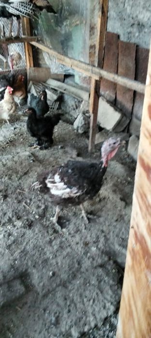 Продам индюков самца и 3самки