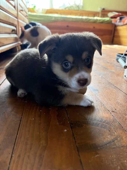 Подарявам дребни кученца