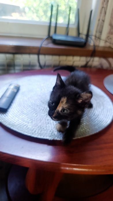Отдам котят бесплатно!!!