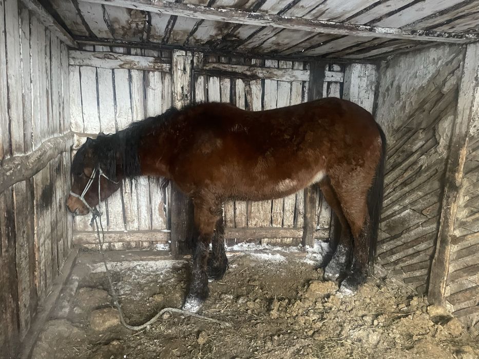 Продам кобылу с откорма