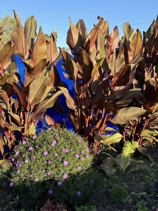 Продам дачу общество Вишенка / Гудок