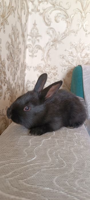 Көжек 1ай болған