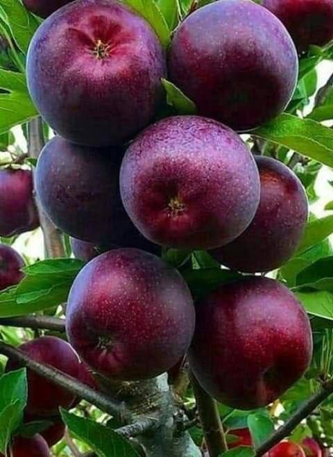 Саженцы из дома продаются