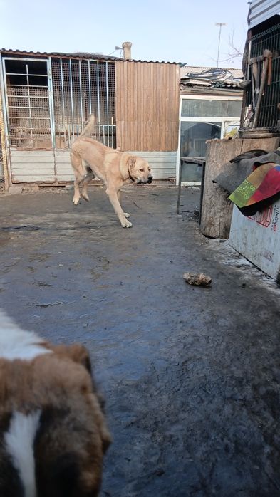 Продам щенка годик.