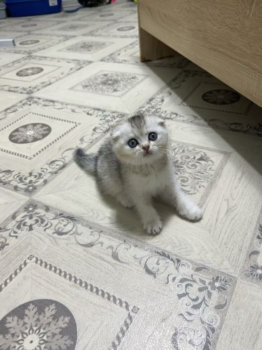 Продам котенка шотланского