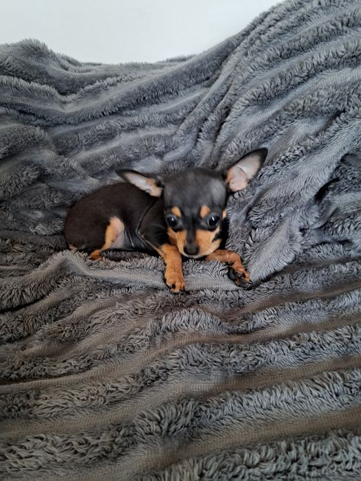 Продам мини той терьера