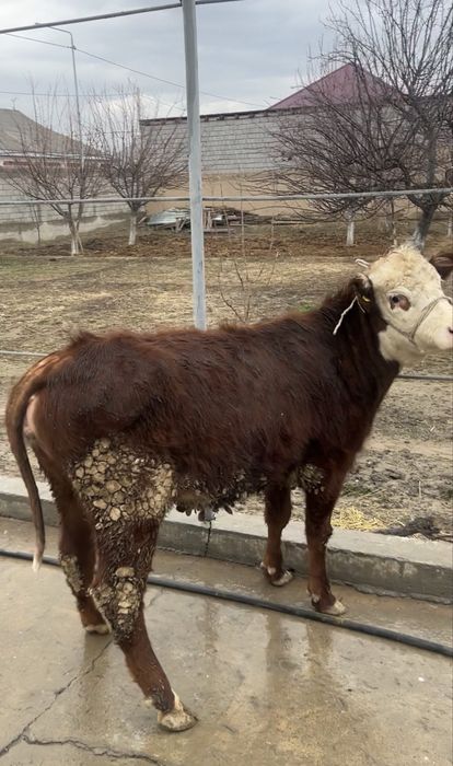 Семіз кашар сатылады