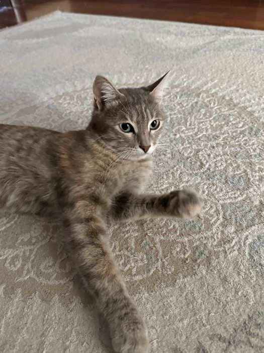 2 котенка/ 1,5 месяца мал/дев