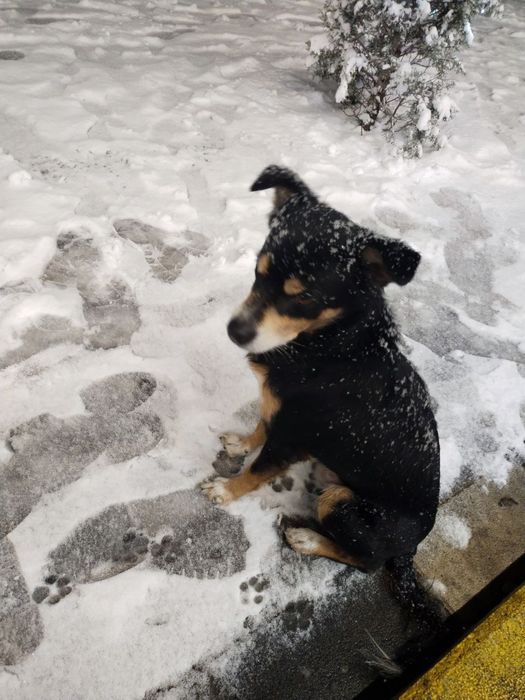 Пропала Собака кабель