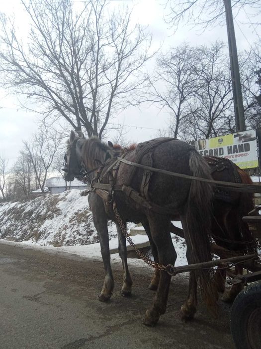 Vind iapă 4 ani gestantă