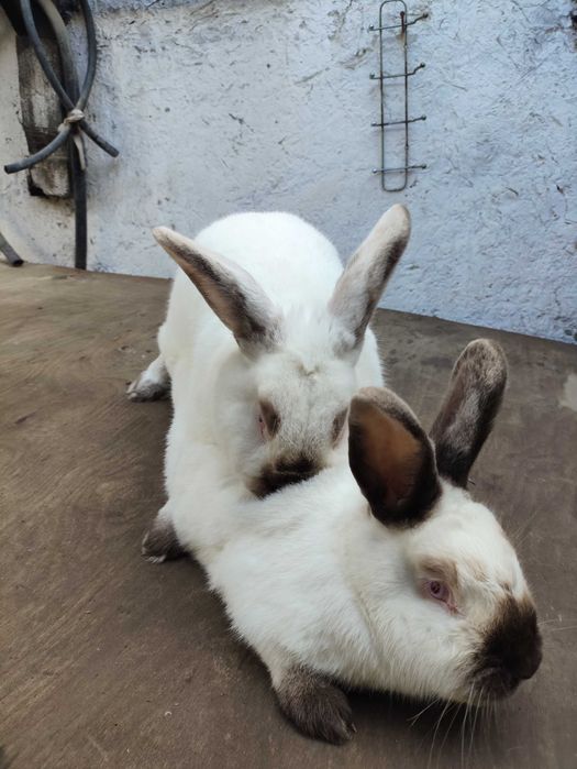 Куёнлар сотилади тоза кон Калифорния зотли