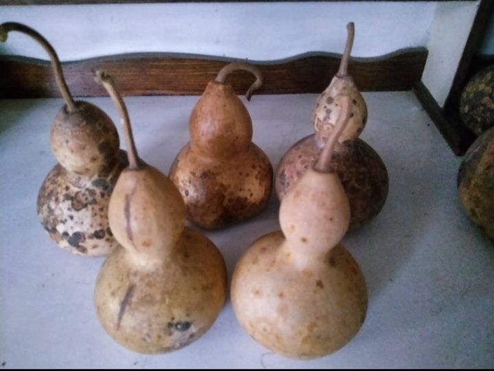 Тыква декоративная лагинария